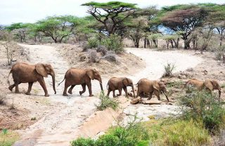 12296062 - african elephant in the wild,tanzania