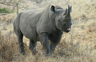 Rhino-Mkomazi