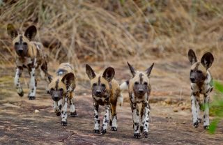Selous-wild-dog-RR