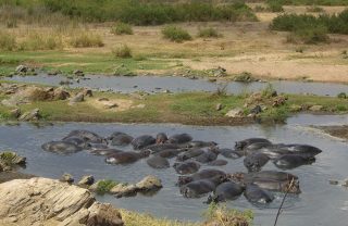 ruaha-mwagusi-hippo-pool